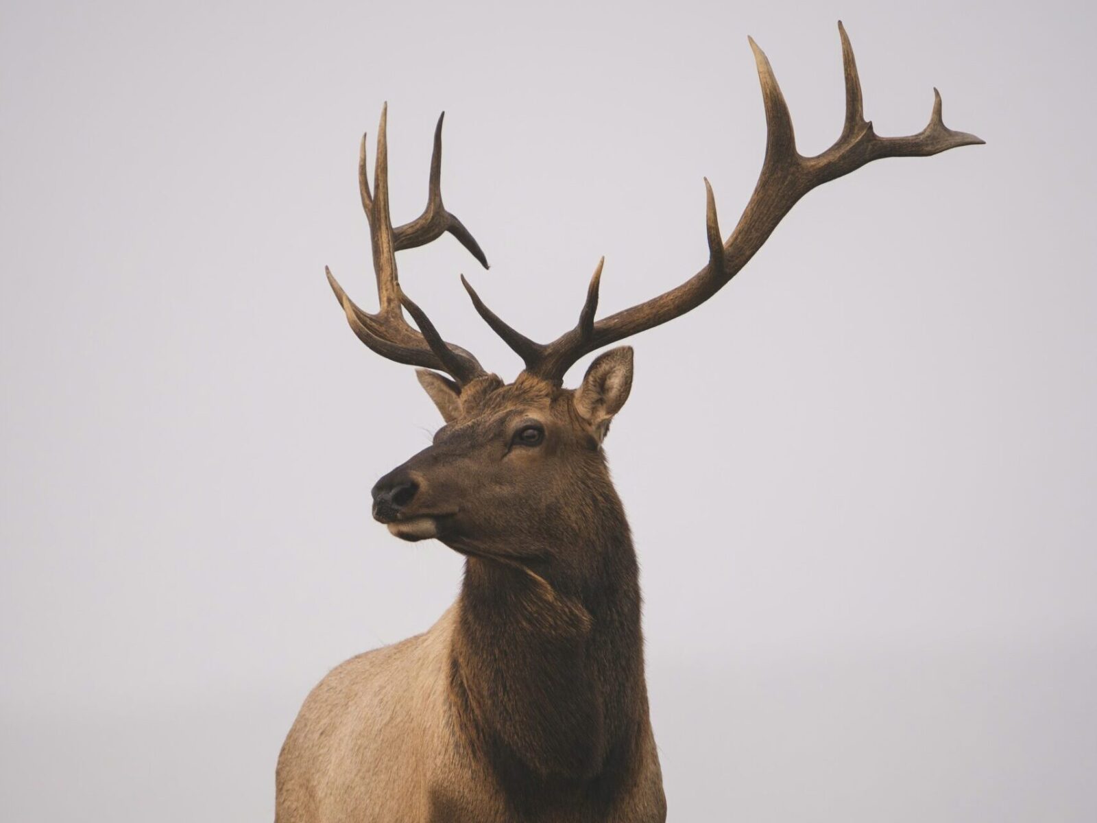 Outdoor Photography: Capturing the Wild Like Never Before